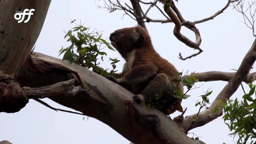 EDIÇÃO DE VÍDEO AVID | CHAMADA CONCEITUAL OFF